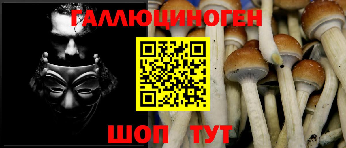 Галлюциногенные грибы Psilocybine cubensis Брянск